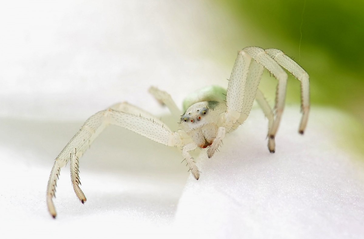 Misumena vatia