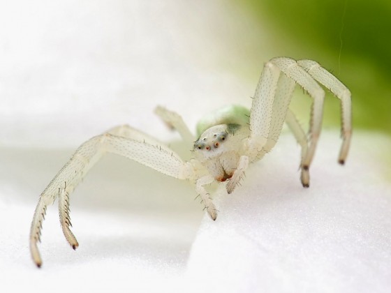 Misumena vatia