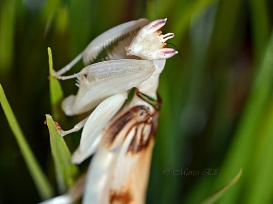 0.1 Hymenopus coronatus adult