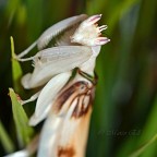 0.1 Hymenopus coronatus adult