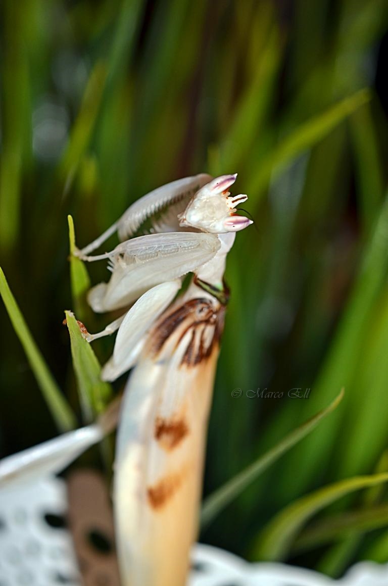 0.1 Hymenopus coronatus adult