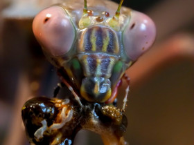 Plistospilota Sp. gönnt sich Wüstenheuschrecke - Deadly beautiful