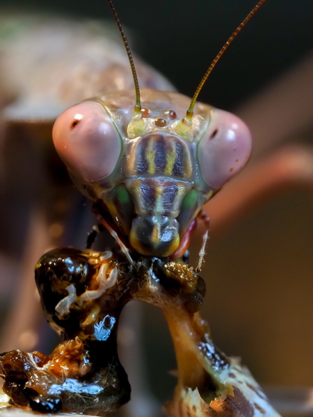 Plistospilota Sp. gönnt sich Wüstenheuschrecke - Deadly beautiful