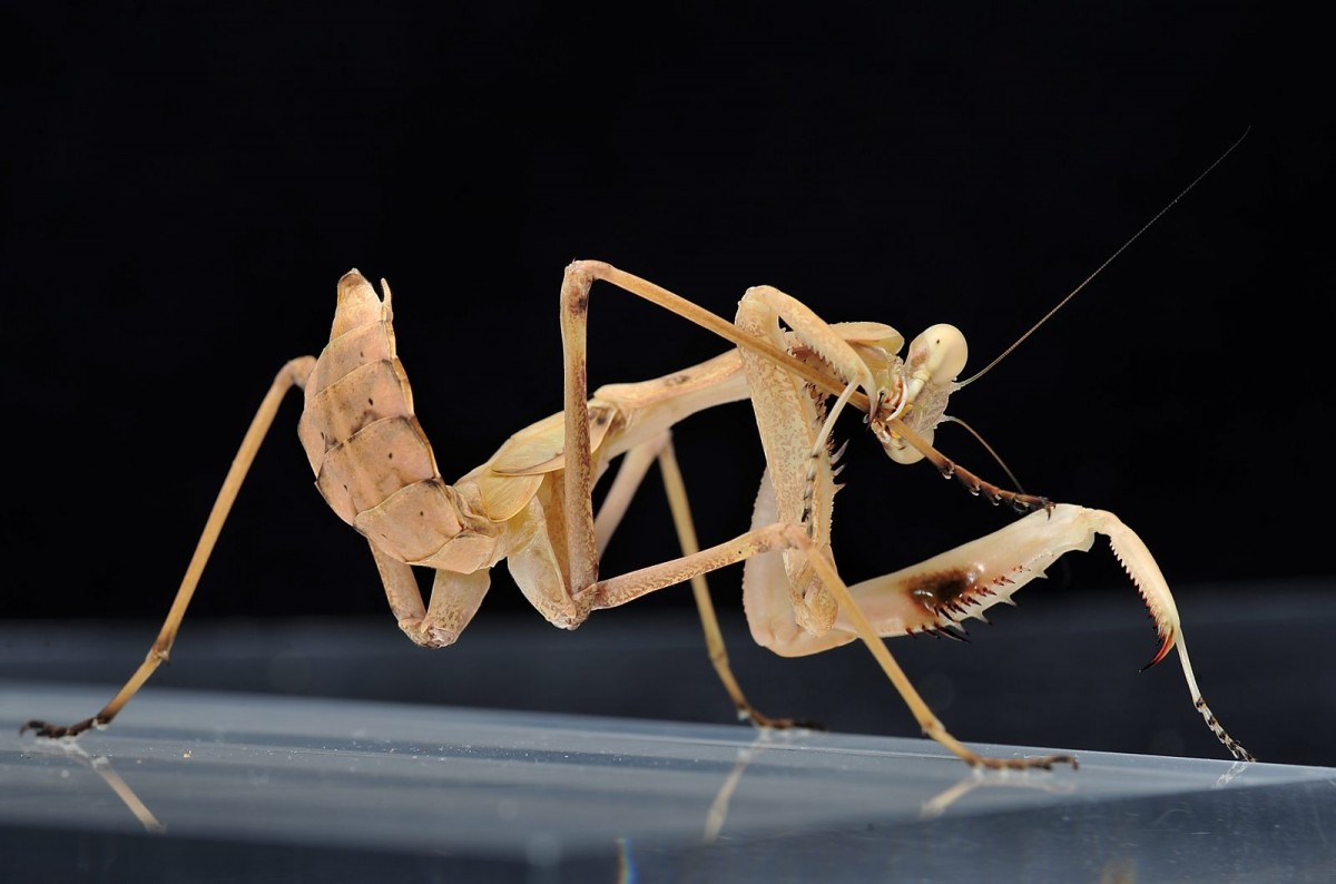 Sphodromantis viridis