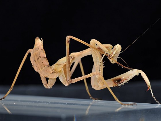 Sphodromantis viridis