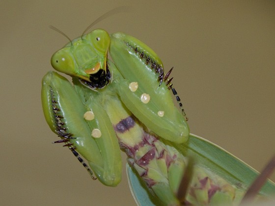 Hierodula patellifera