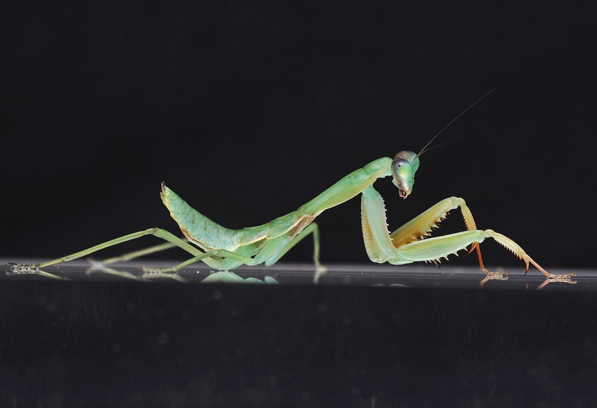 Sphodromantis gastrica