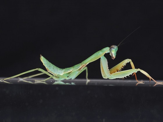 Sphodromantis gastrica