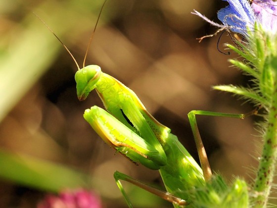 Mantis religiosa