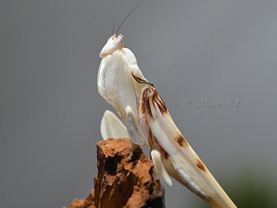 0.1 Hymenopus coronats adult