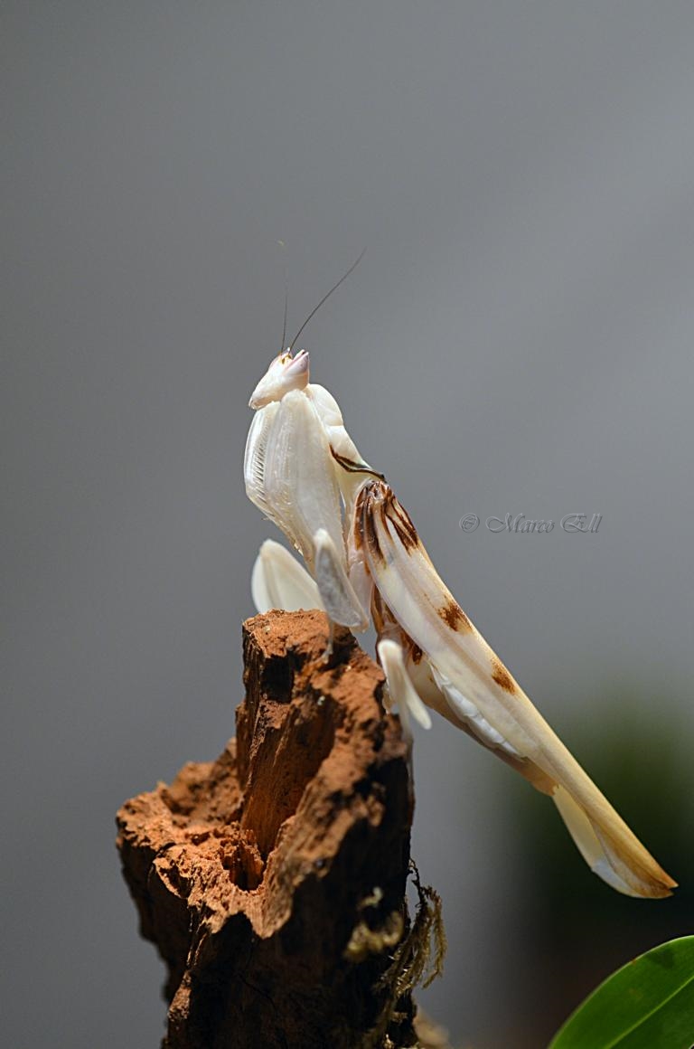 0.1 Hymenopus coronats adult